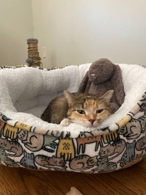 Nelly, a Adoptable Calico in Ona, WV image 4/6