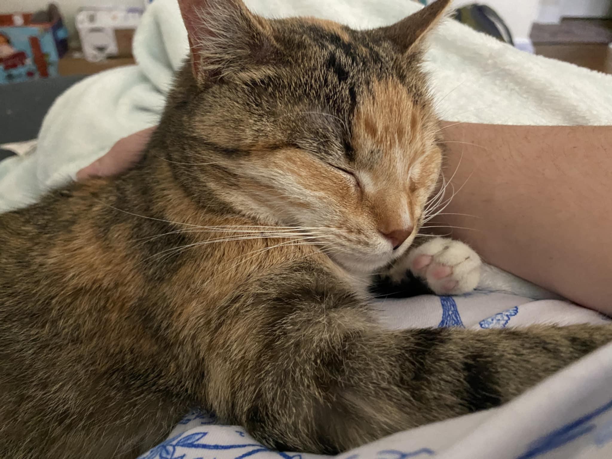 Nelly, a Adoptable Calico in Ona, WV image 5/6