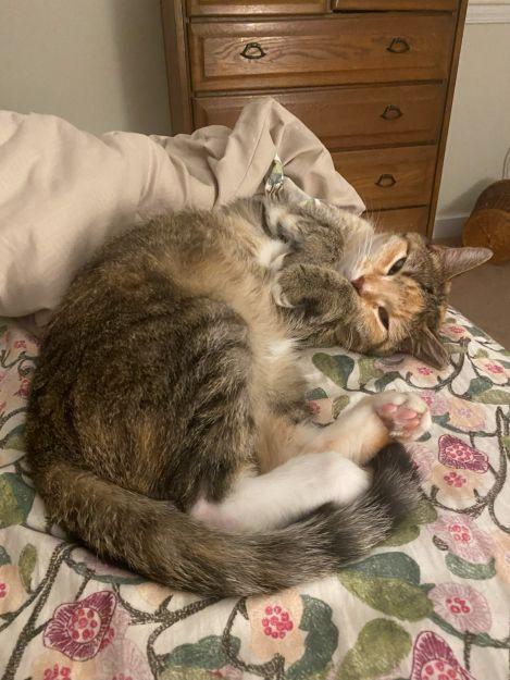 Nelly, a Adoptable Calico in Ona, WV image 6/6