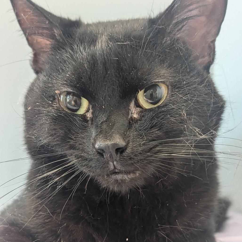 Enlarge Sir Bonkers, a Adoptable Domestic Short Hair in Watertown, NY image 1/1