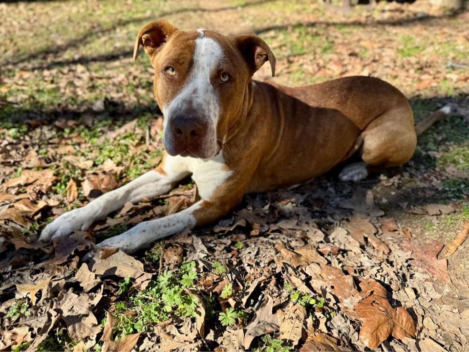 Levon, a Adoptable mixed breed in Johnston , RI image 2/5