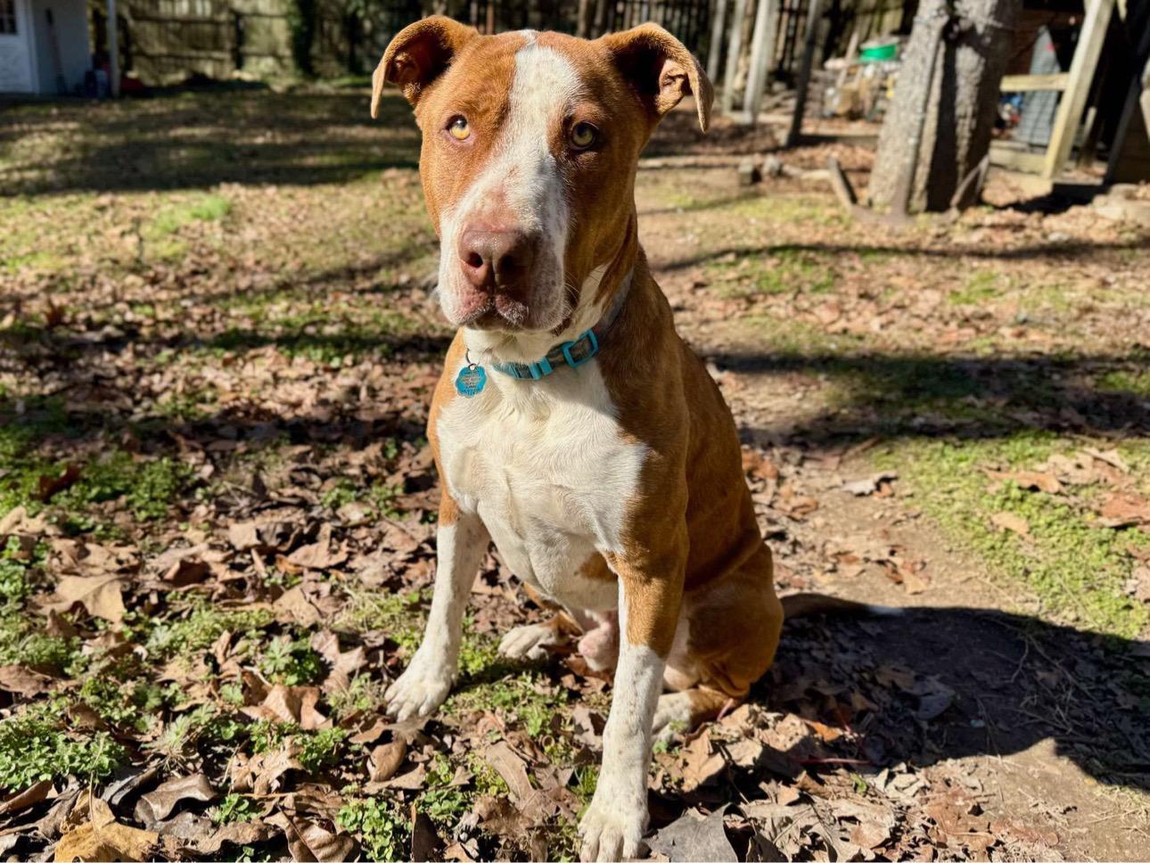 Levon, a Adoptable mixed breed in Johnston , RI image 4/5