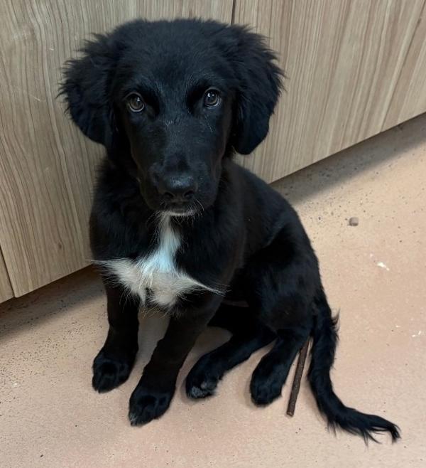 Missy, Adoptable, Puppy Female Great Pyrenees.