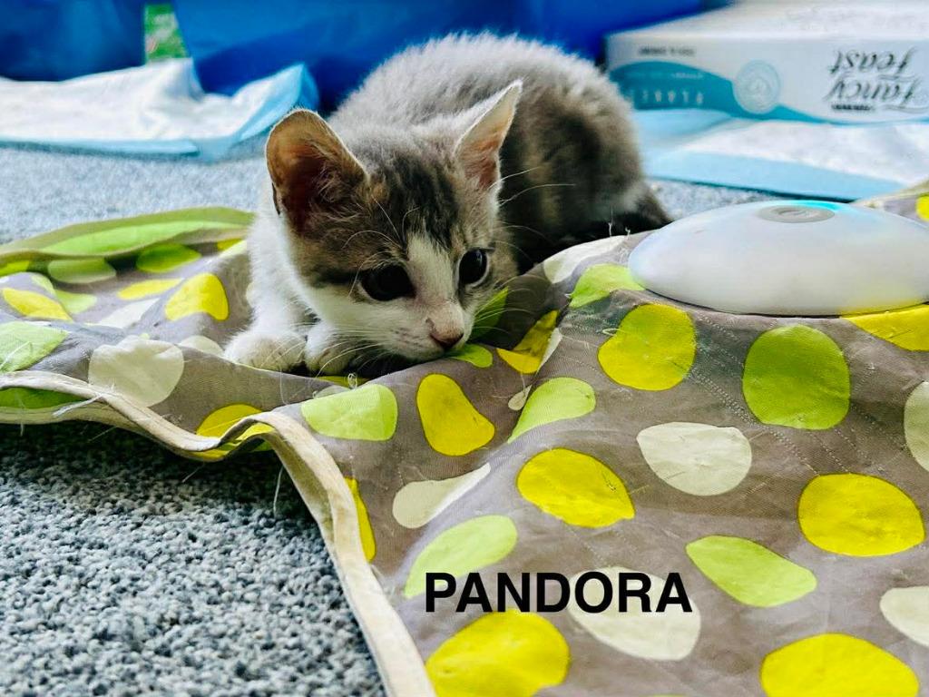 Pandora, Adoptable, Kitten Female Domestic Short Hair.