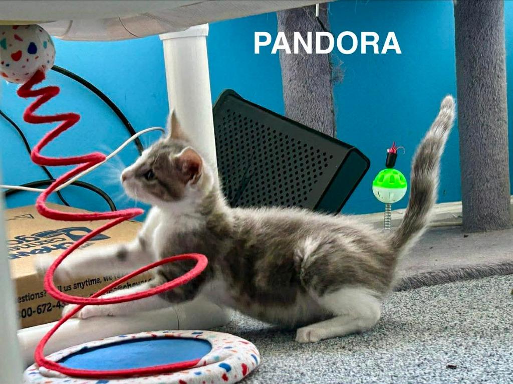 Enlarge Pandora, a Adoptable mixed breed in Parkville, MD image 2/3