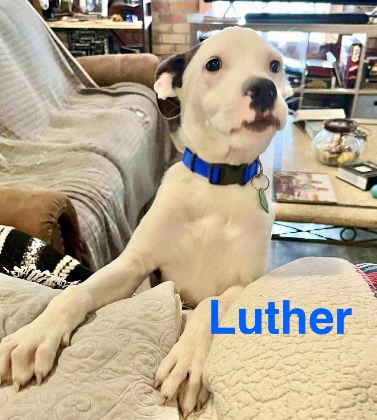 Luther