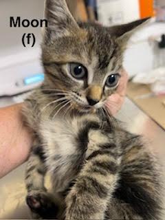 Moon, a Adopted mixed breed in Saugerties, NY image 1/2
