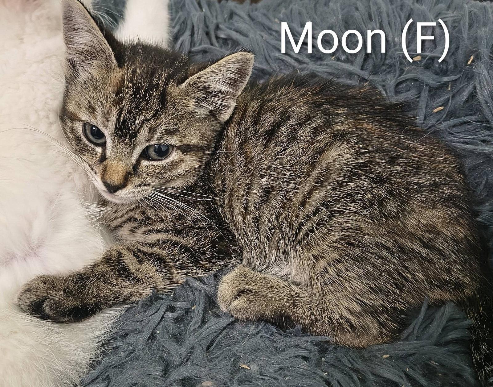 Moon, a Adopted mixed breed in Saugerties, NY image 2/2