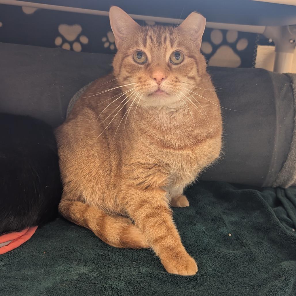 Pippin-IN FOSTER, a Adoptable Domestic Short Hair in Birdsboro, PA image 2/2