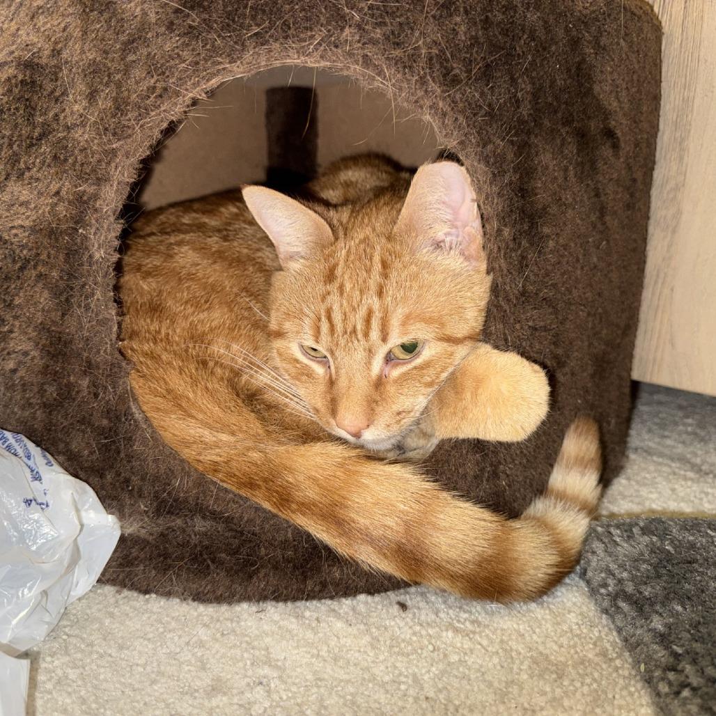 Enlarge Pippin - IN FOSTER, a Adoptable Domestic Short Hair in Birdsboro, PA image 3/5