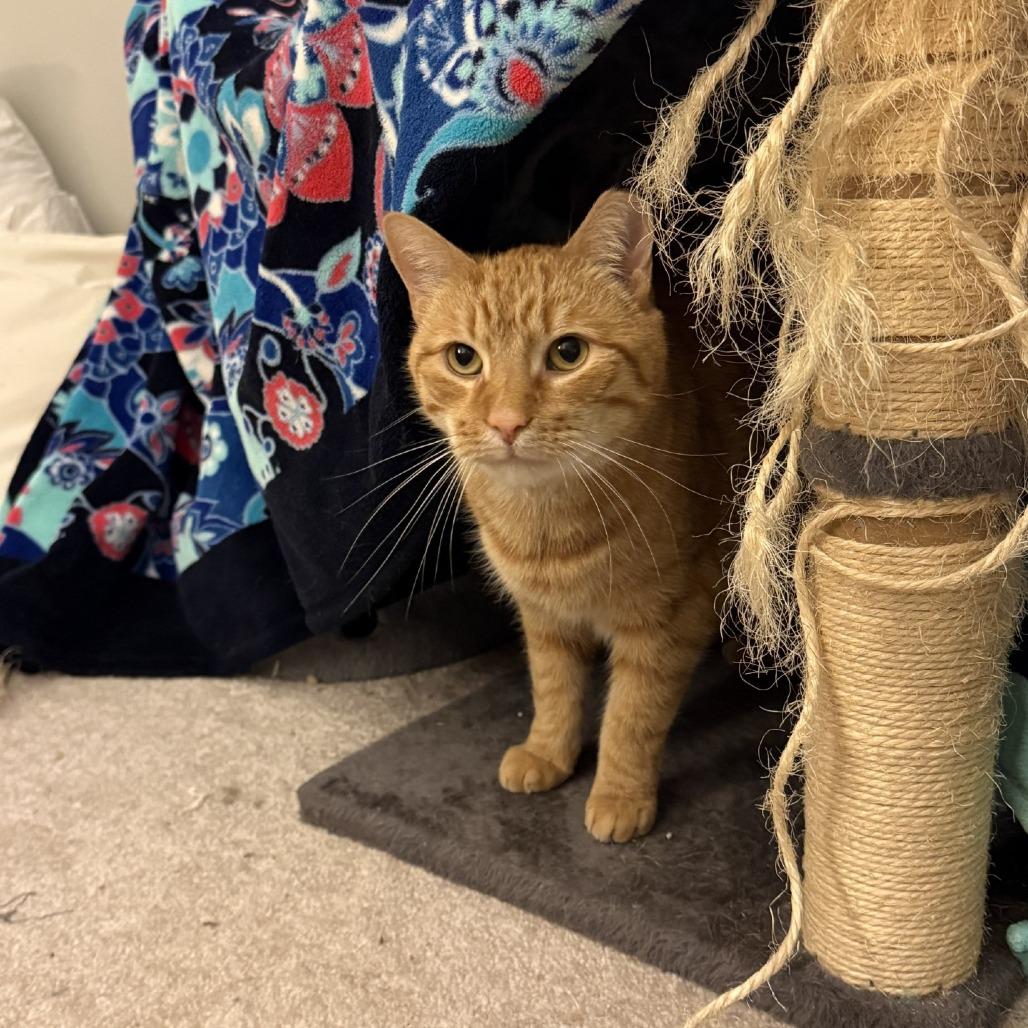 Enlarge Pippin - IN FOSTER, a Adoptable Domestic Short Hair in Birdsboro, PA image 4/5