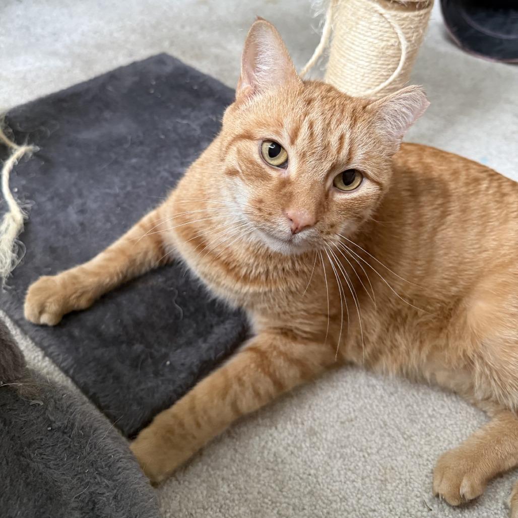 Enlarge Pippin - IN FOSTER, a Adoptable Domestic Short Hair in Birdsboro, PA image 5/5