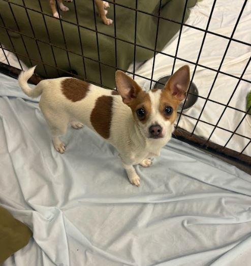 Enlarge Hercules, a Adoptable Chihuahua in Mckinleyville, CA image 1/1