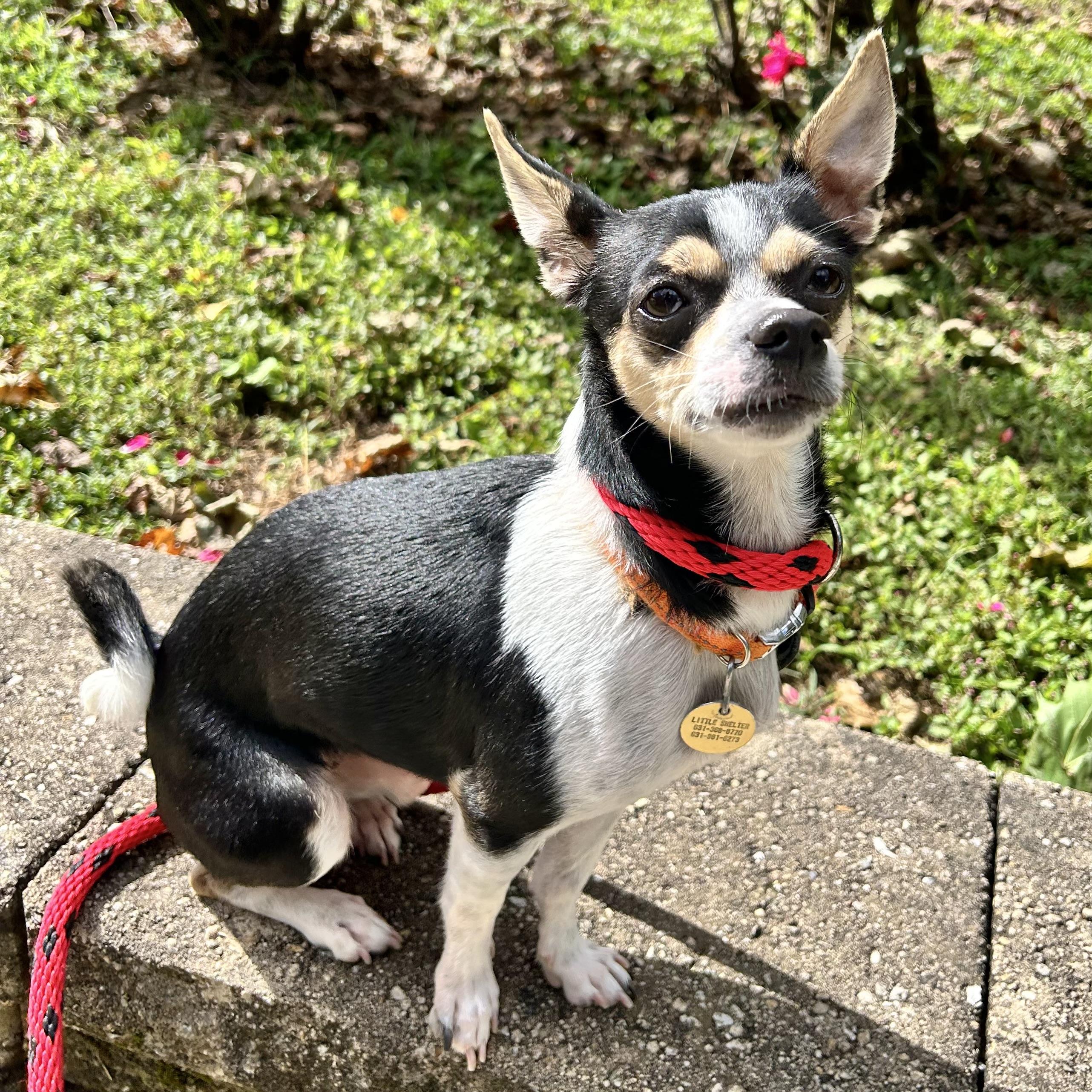 Enlarge Junebug, a Adopted mixed breed in Huntington, NY image 1/1