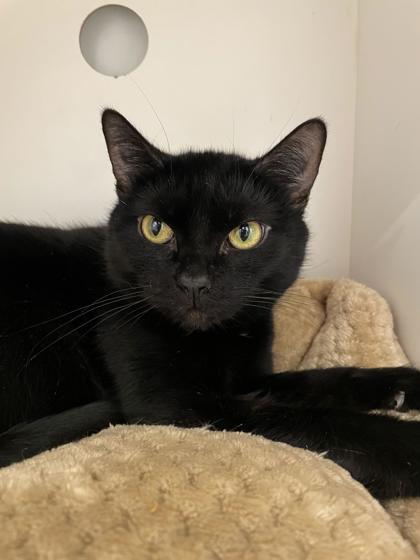 Roxi, Adoptable, Adult Female Domestic Short Hair & Domestic Short Hair.