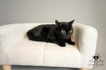 Enlarge Roxi, a Adoptable mixed breed in Lafayette, IN image 2/2