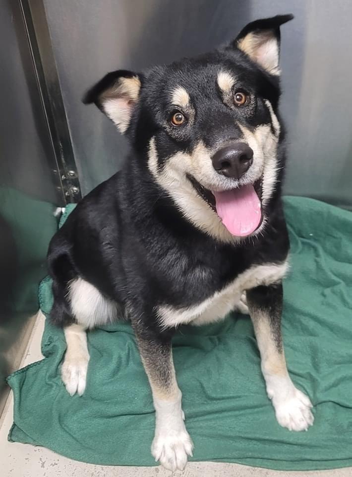 AC Harvey, Adoptable, Young Male Husky & German Shepherd Dog.