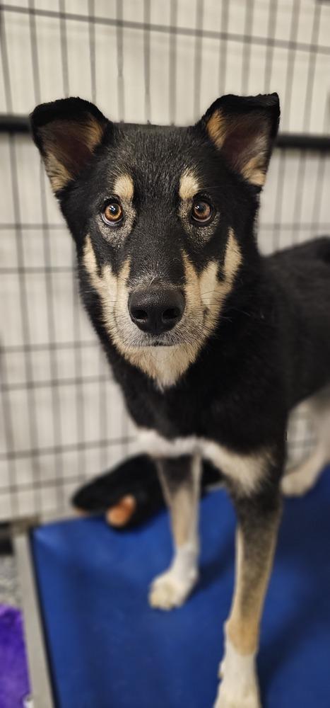 Enlarge AC Harvey, a Adoptable mixed breed in Fremont, NE image 2/2