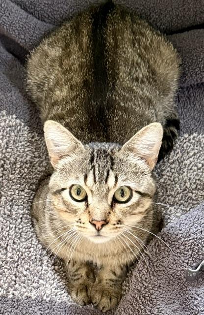 Enlarge Luther, a ADOPTABLE Domestic Short Hair in Milwaukee, WI image 4/6