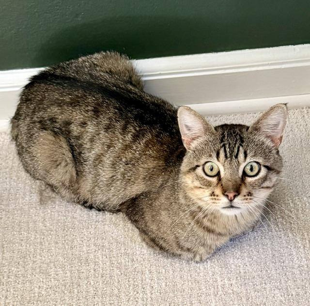Enlarge Luther, a ADOPTABLE Domestic Short Hair in Milwaukee, WI image 3/6