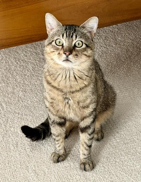 Enlarge Luther, a ADOPTABLE Domestic Short Hair in Milwaukee, WI image 1/6