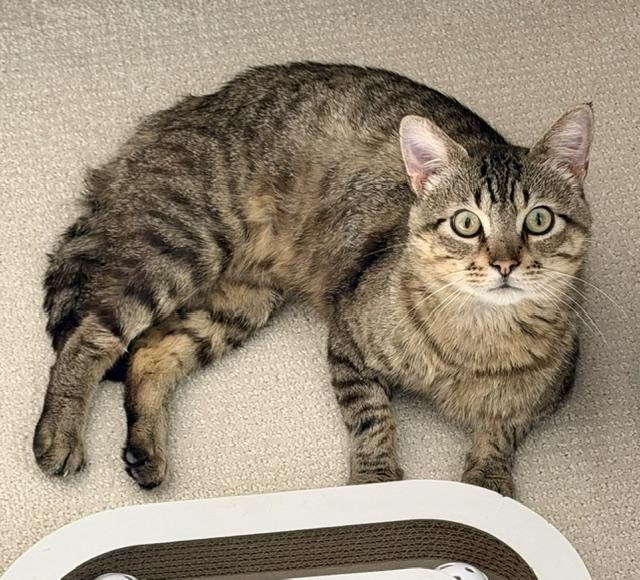 Enlarge Luther, a ADOPTABLE Domestic Short Hair in Milwaukee, WI image 2/6