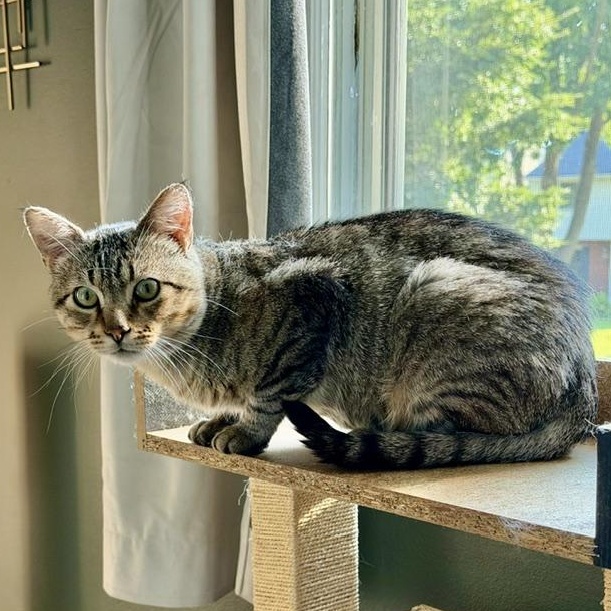 Enlarge Luther, a ADOPTABLE Domestic Short Hair in Milwaukee, WI image 5/6