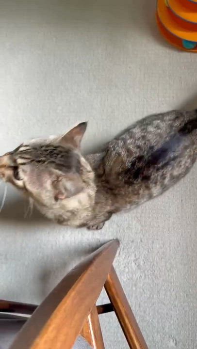 Enlarge Luther, a ADOPTABLE Domestic Short Hair in Milwaukee, WI video 6/6