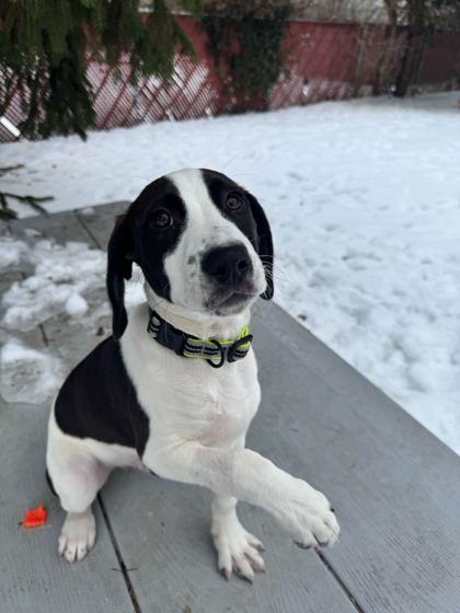 Marathon, Adoptable, Puppy Male Basset Hound & Treeing Walker Coonhound.