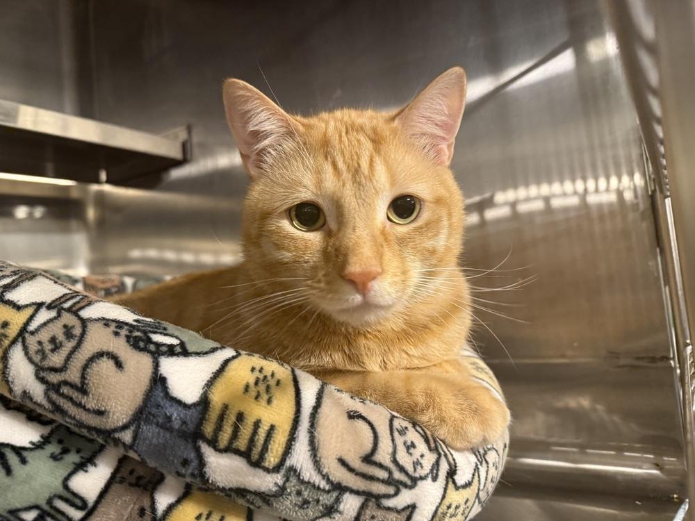 Chase (BONDED PAIR), Adoptable, Adult Male Domestic Short Hair.