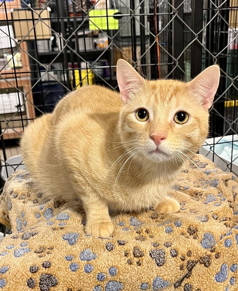 Enlarge Chase (BONDED PAIR), a Adoptable Domestic Short Hair in Bolton, CT image 2/6