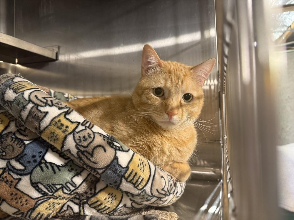 Enlarge Chase (BONDED PAIR), a Adoptable Domestic Short Hair in Bolton, CT image 3/6