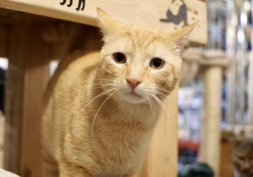 Enlarge Chase (BONDED PAIR), a Adoptable Domestic Short Hair in Bolton, CT image 4/6