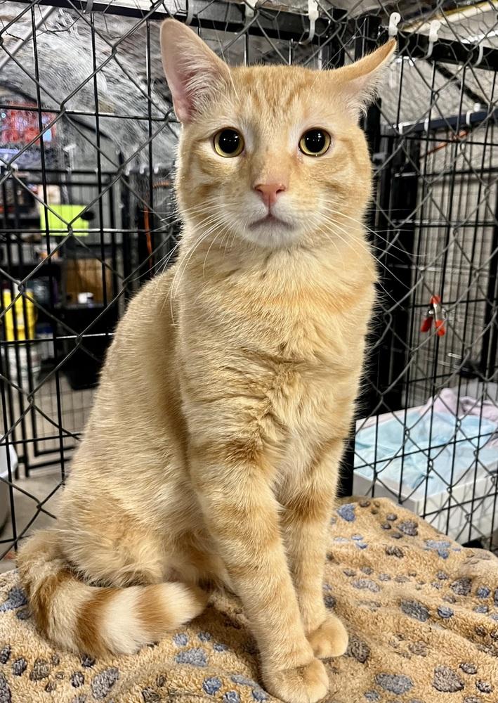Enlarge Chase (BONDED PAIR), a Adoptable Domestic Short Hair in Bolton, CT image 5/6