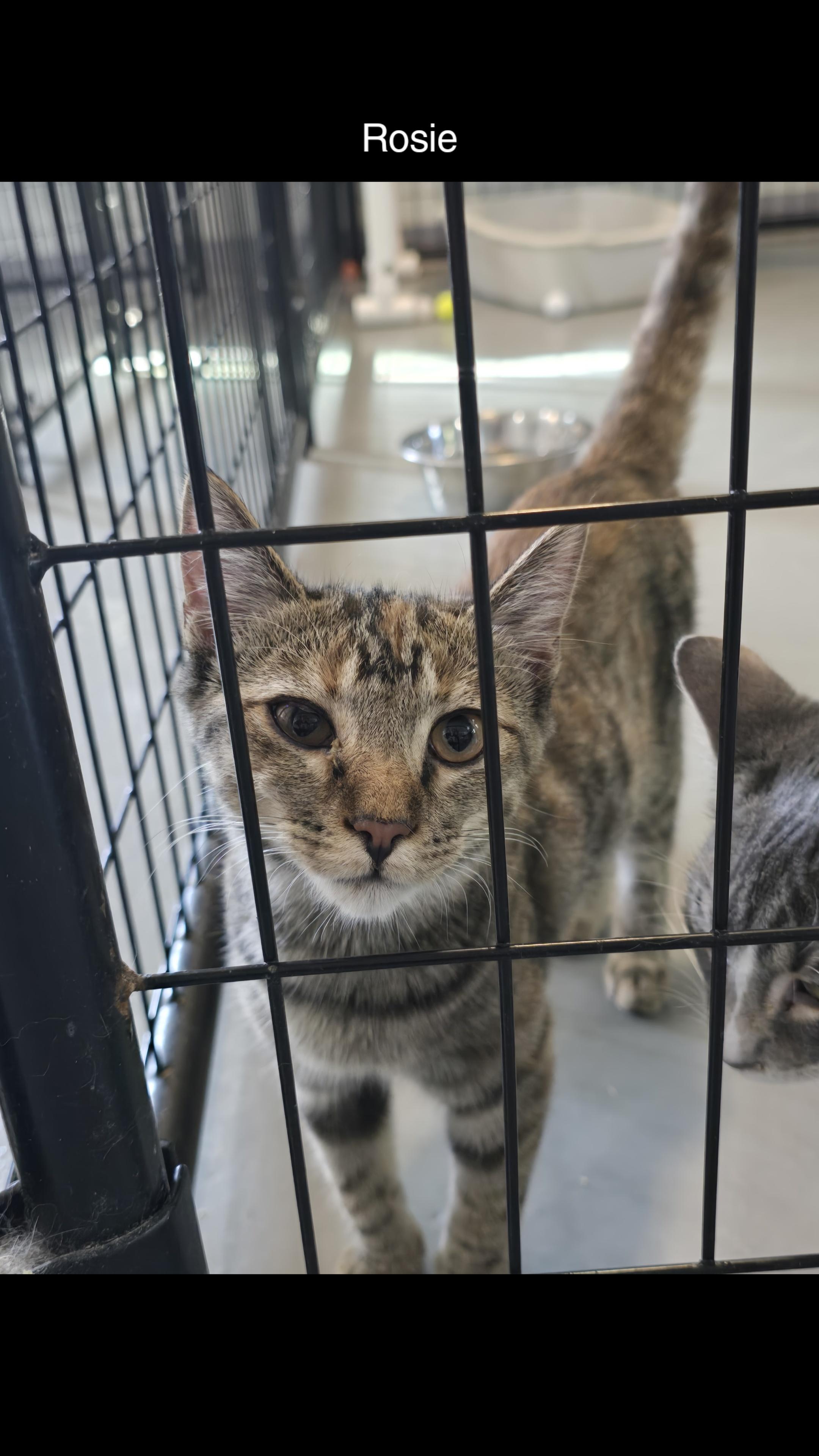 Rosie, Adoptable, Young Female Domestic Short Hair.