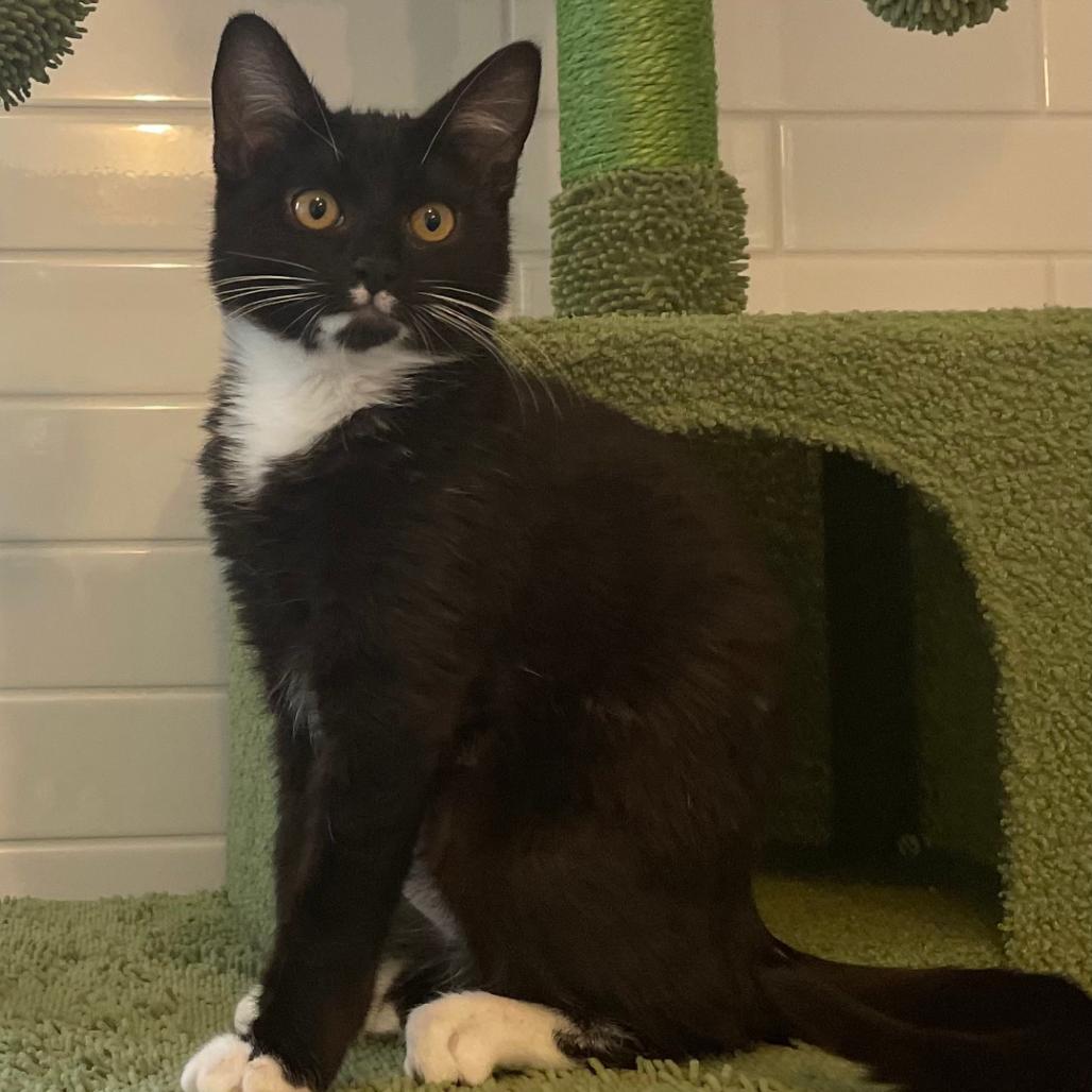 Domino, Adoptable, Kitten Female Domestic Medium Hair.