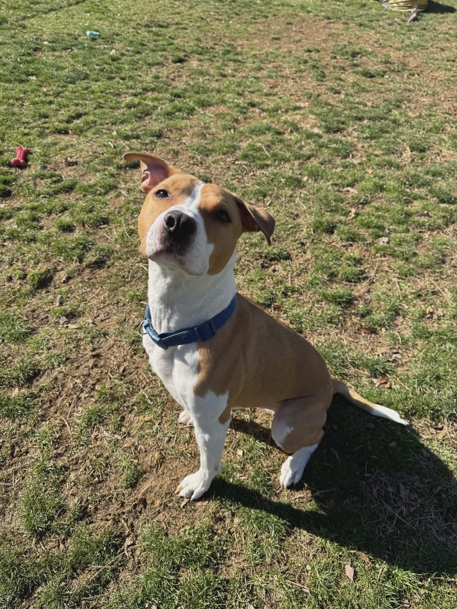 Parker, ADOPTABLE, Adult Male Terrier.