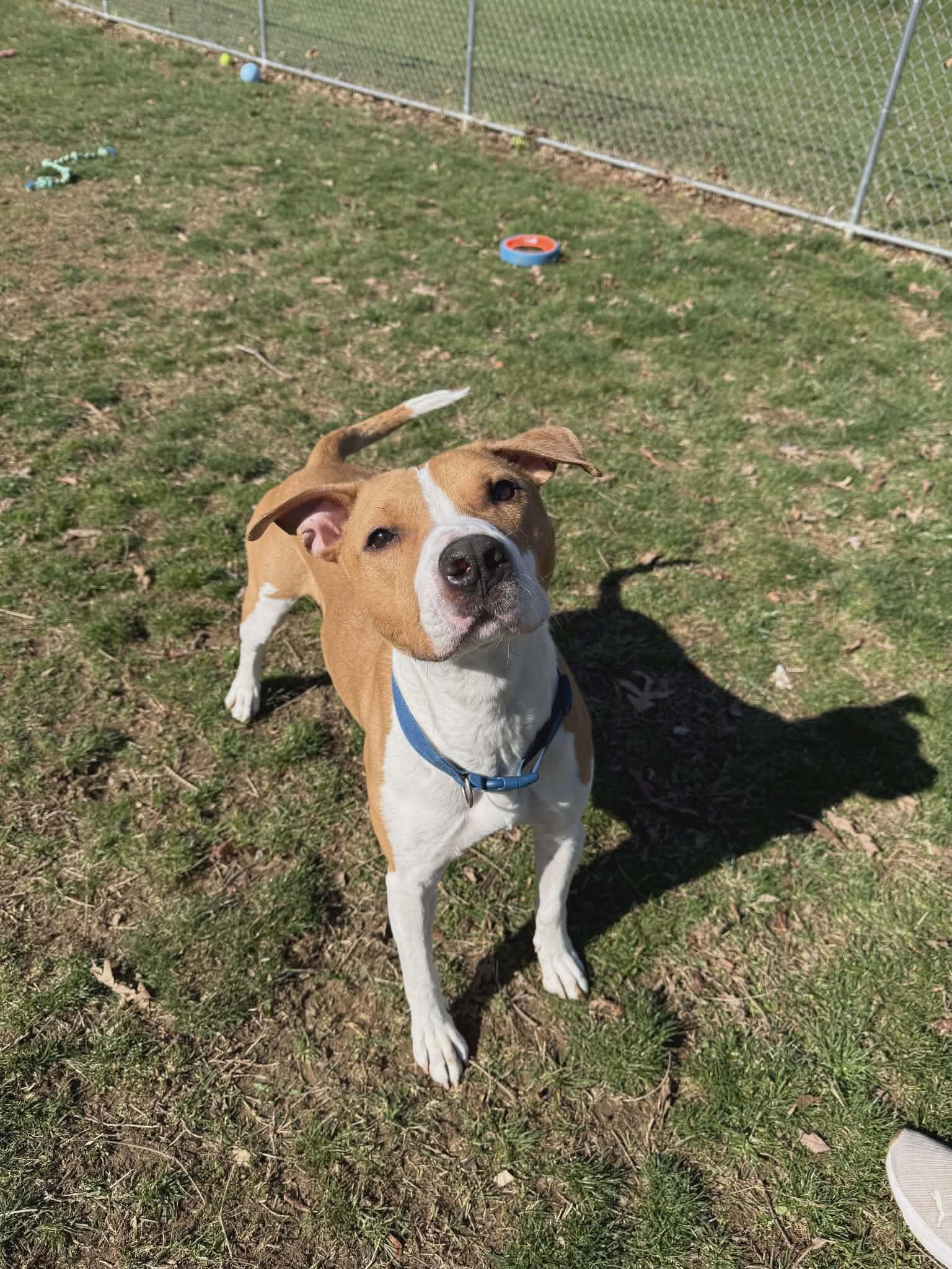 Parker, a ADOPTABLE mixed breed in Chambersburg, PA image 2/2