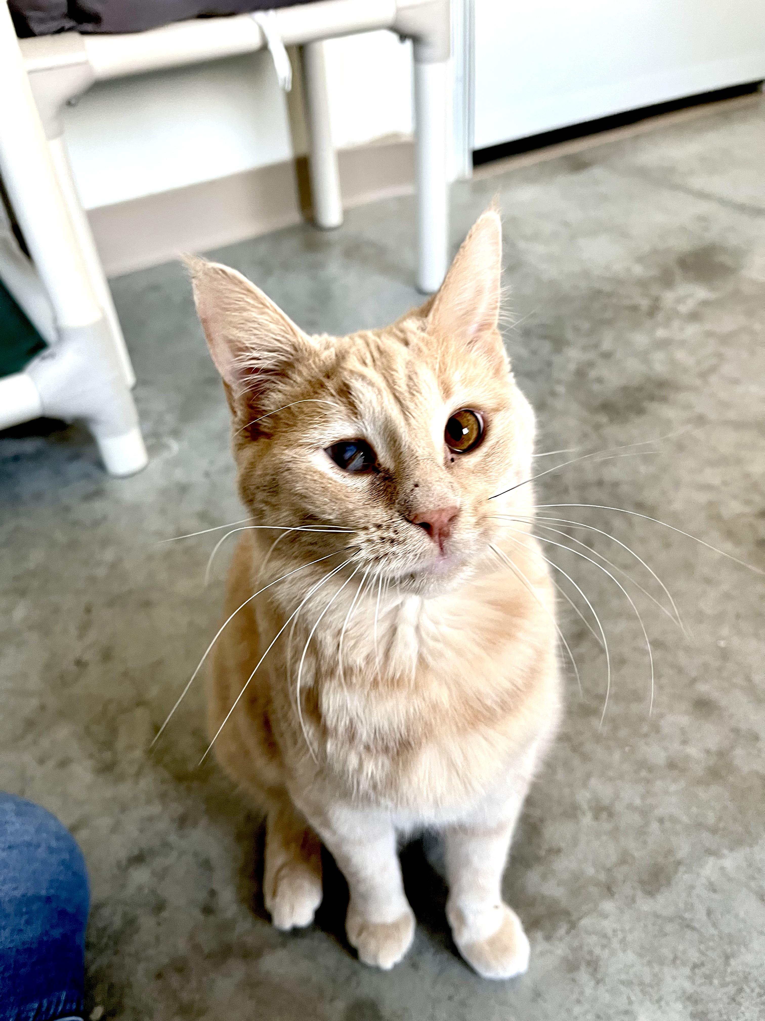 Enlarge Edwina, a Adoptable Domestic Short Hair in Geneseo, IL image 1/2