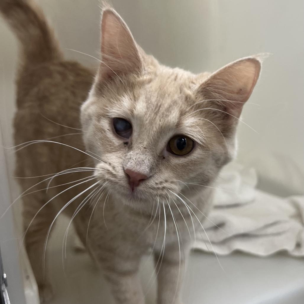 Edwina, Adoptable, Young Female Domestic Short Hair.