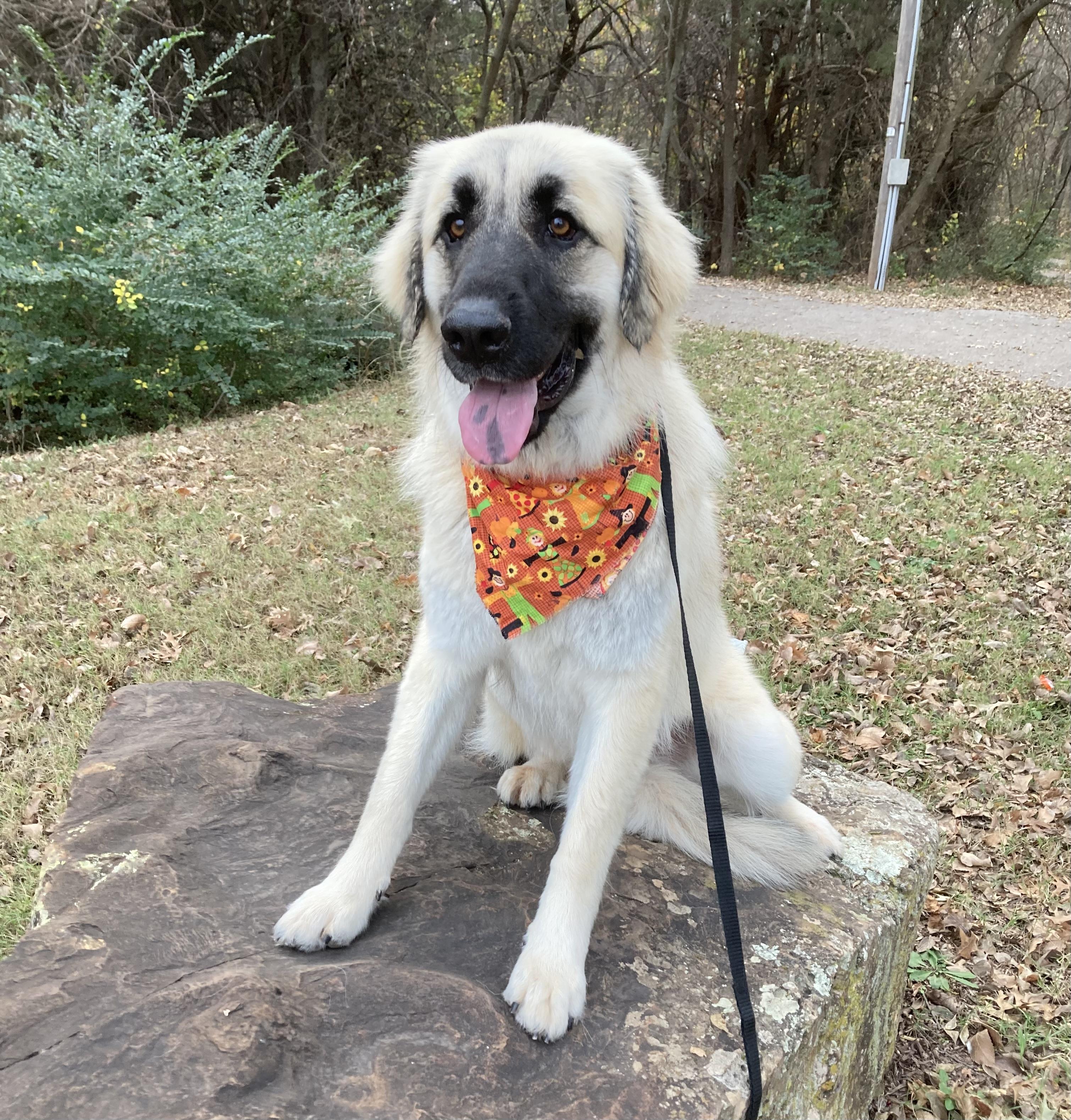 Tori, a Adoptable mixed breed in Noble, OK image 5/6