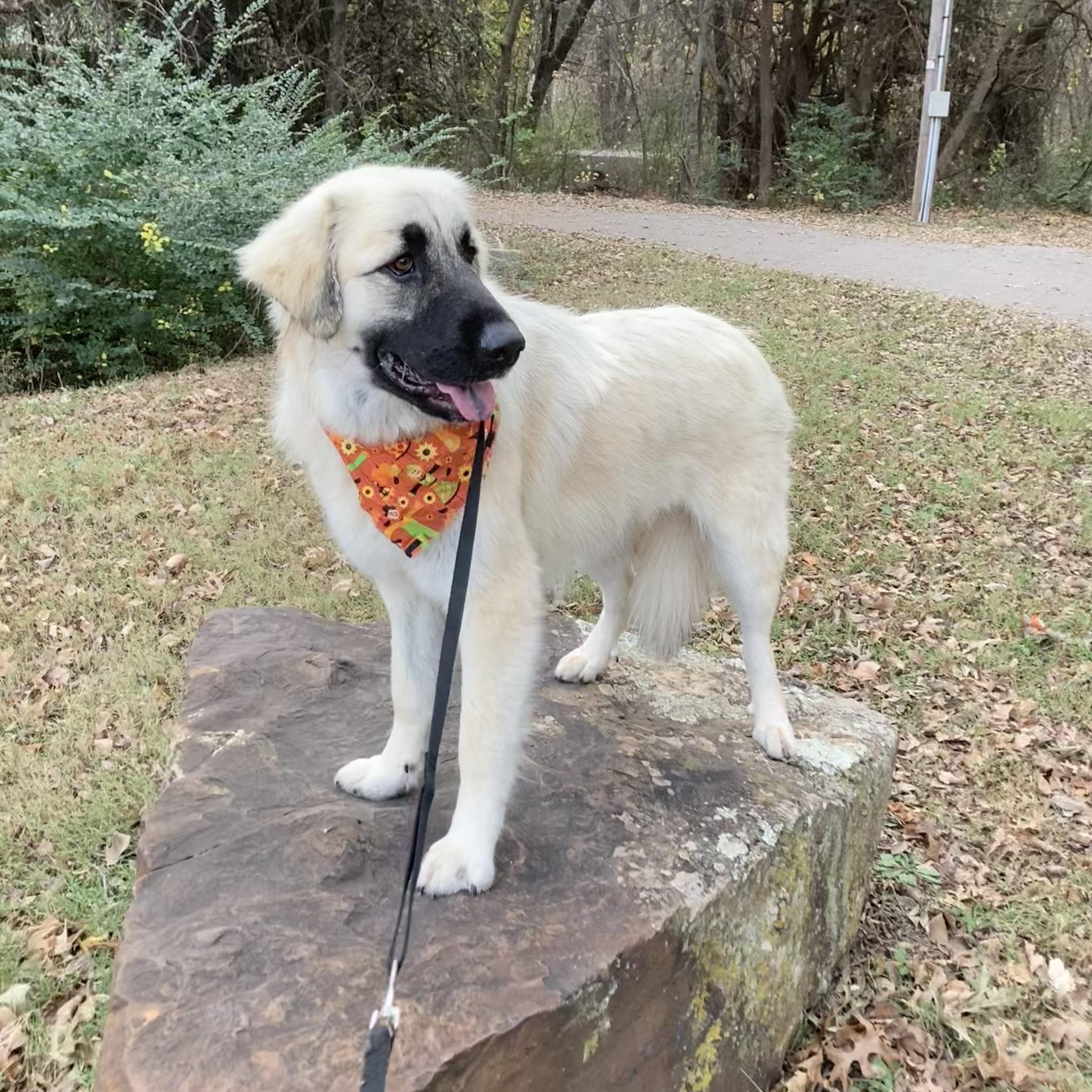 Tori, a Adoptable mixed breed in Noble, OK image 4/6