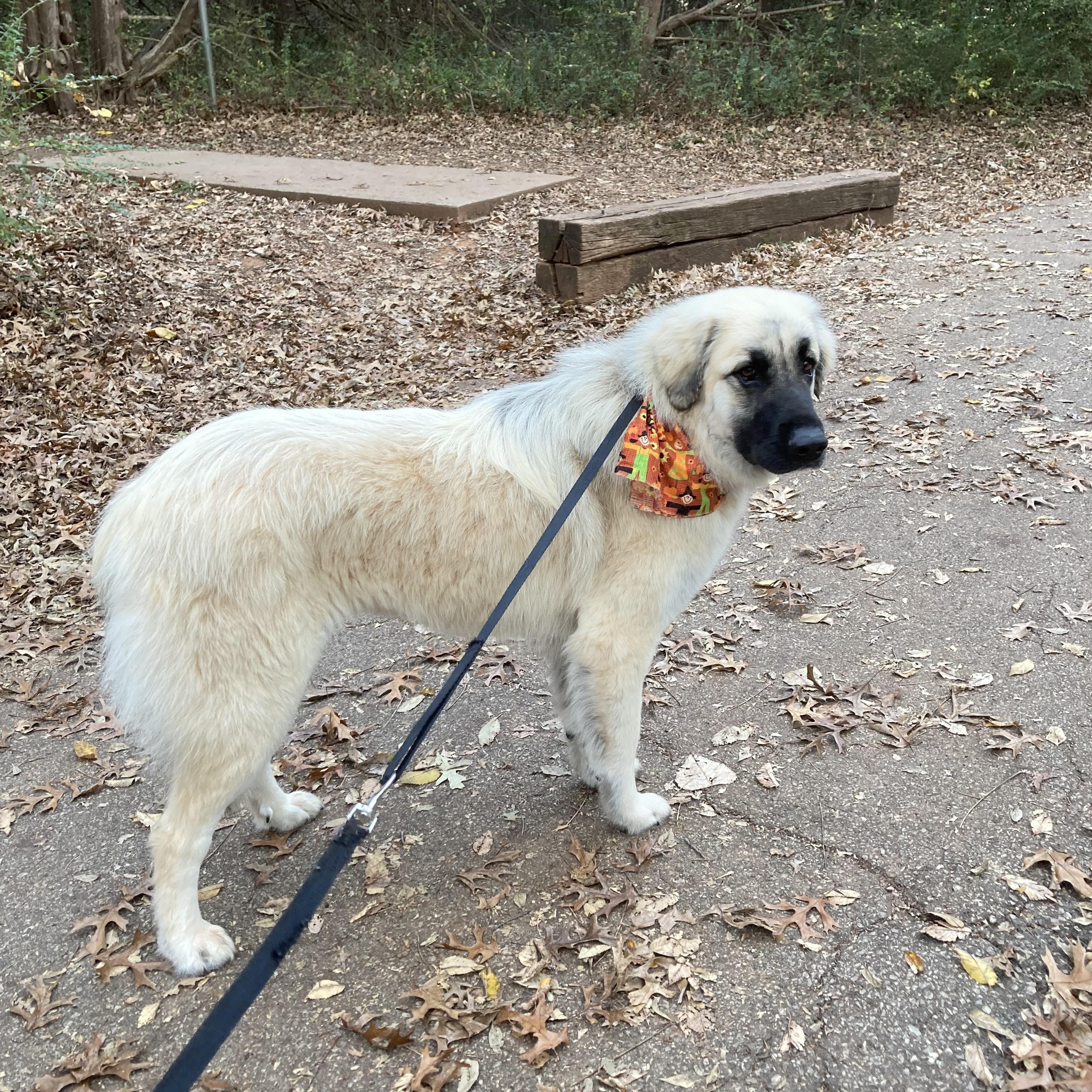 Tori, a Adoptable mixed breed in Noble, OK image 3/6