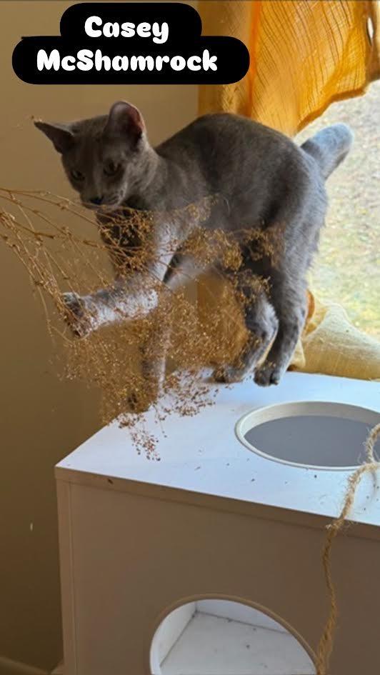 Casey McShamrock, Adoptable, Kitten Male Domestic Short Hair.