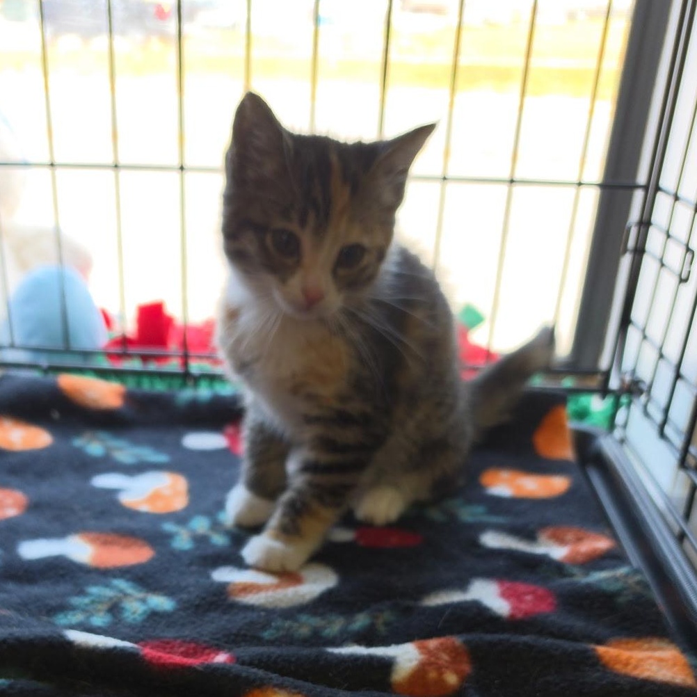 Cats & Kittens for Adoption in Kenbridge, VA | Petfinder