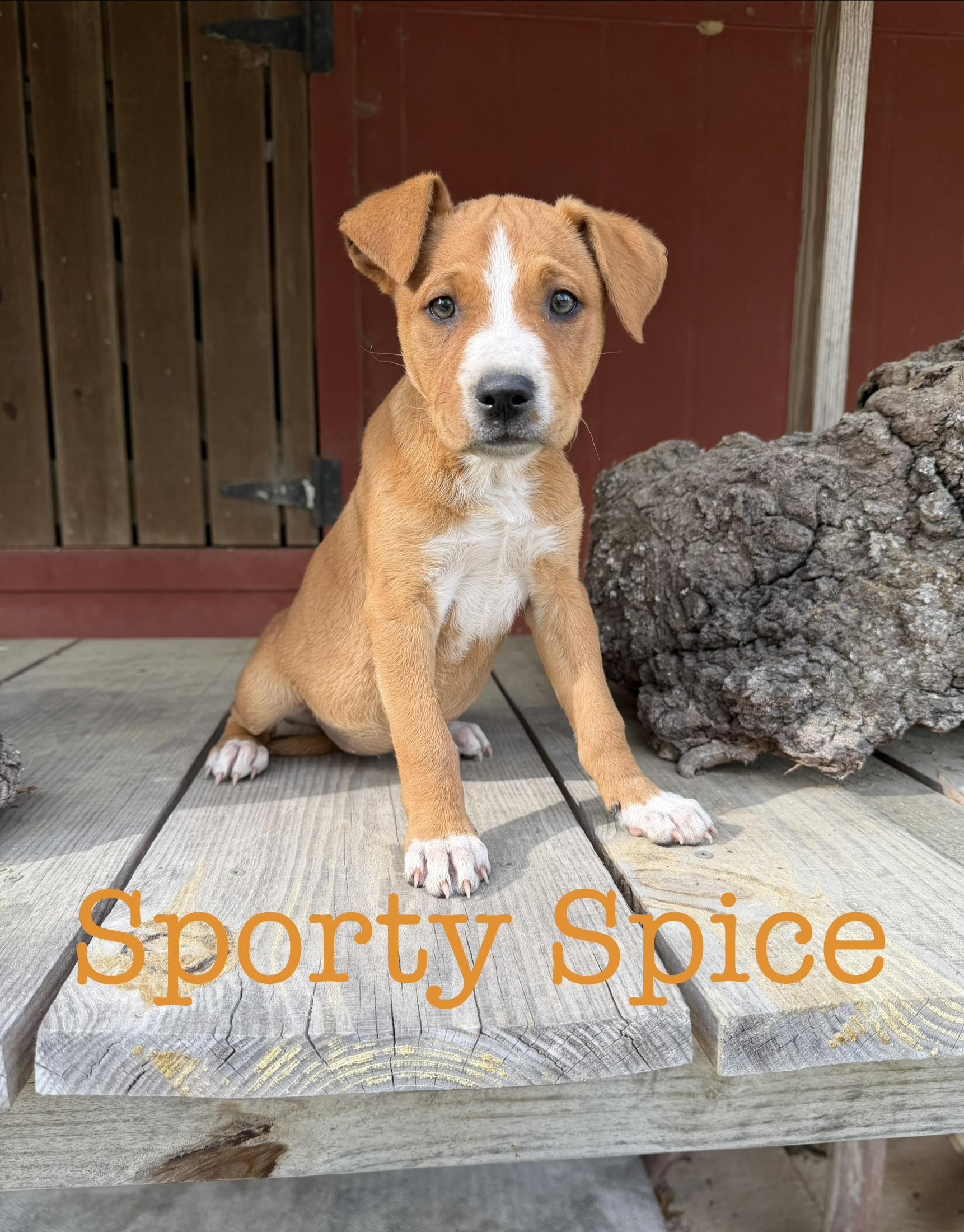 Enlarge Sporty Spice, a Adoptable Pit Bull Terrier in South Amboy, NJ image 1/1