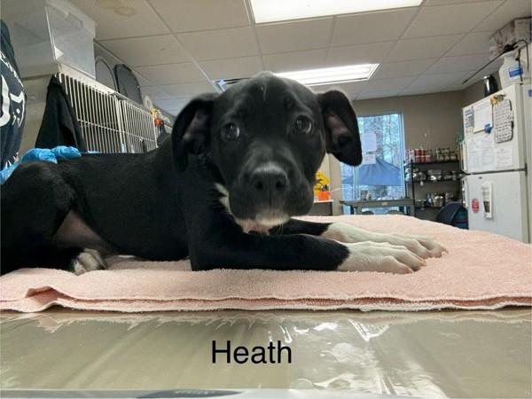 Heath, Adoptable, Puppy Male Treeing Walker Coonhound.