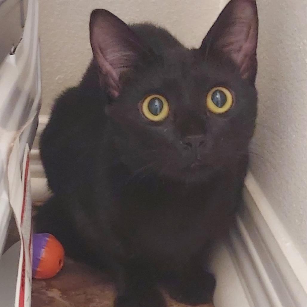 Tigerlily, Adoptable, Young Female Domestic Short Hair.