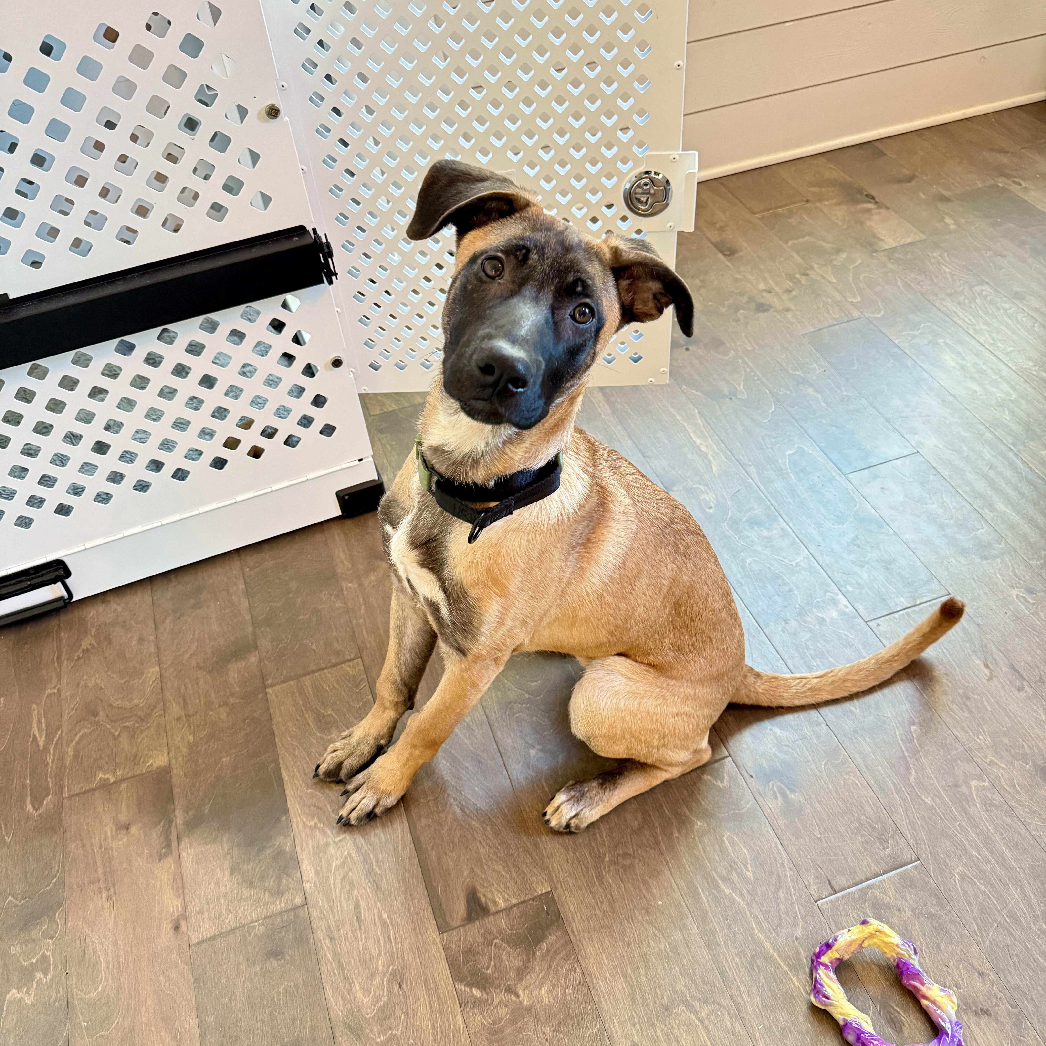 Enlarge Sasha, an adopted mixed breed in Roswell, GA image 1/4