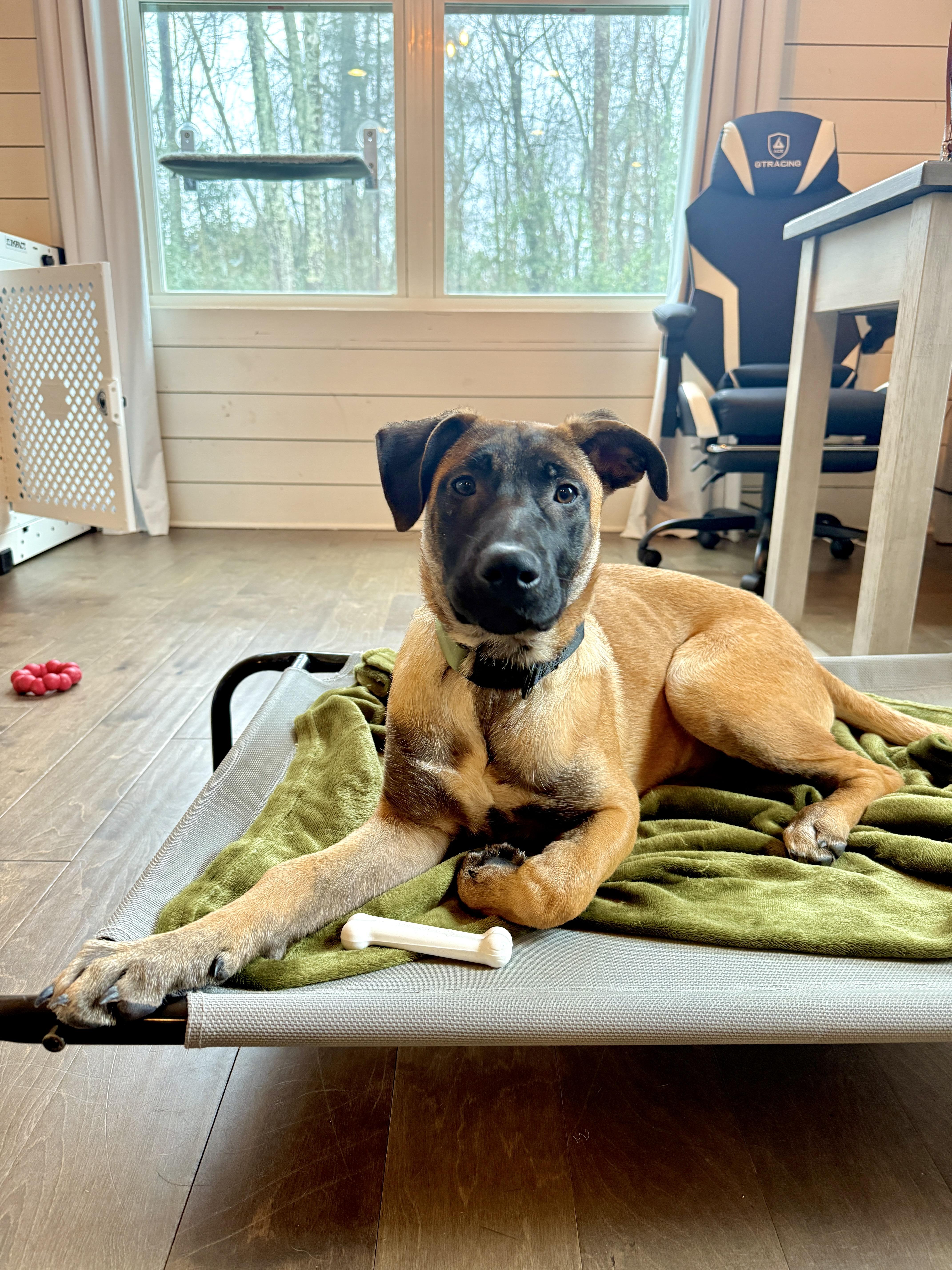 Enlarge Sasha, an adopted mixed breed in Roswell, GA image 2/4